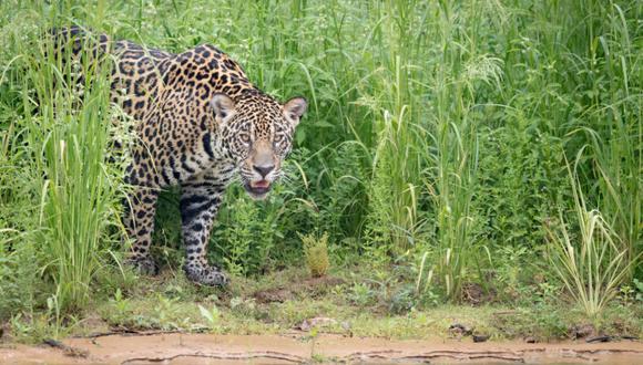 Se calcula que el 85 % de la población de jaguares vive en la Amazonía. En esta foto, un jaguar en el Pantanal, en Brasil. Foto: Richard Barrett / WWF-UK