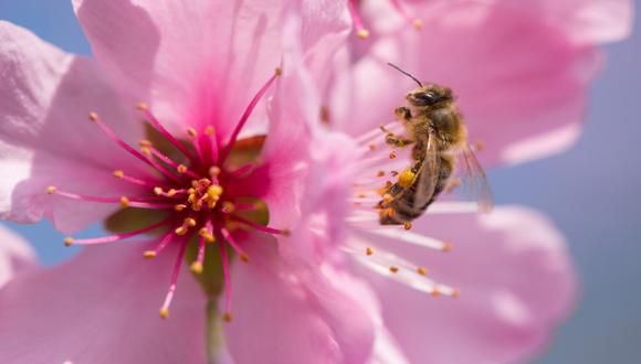 Nuevo estudio vincula un insecticida con desaparición de abejas