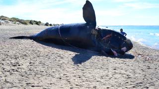 Argentina: científicos hallan plásticos en el intestino de una ballena franca austral varada en reserva marina