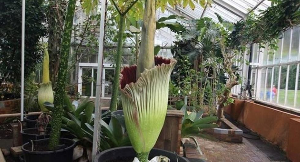 Dos ejemplares de \"aro gigante\", la flor más grande del mundo, florecieron hoy casi al mismo tiempo en el jardín botánico de Meise. (Foto: Facebook)