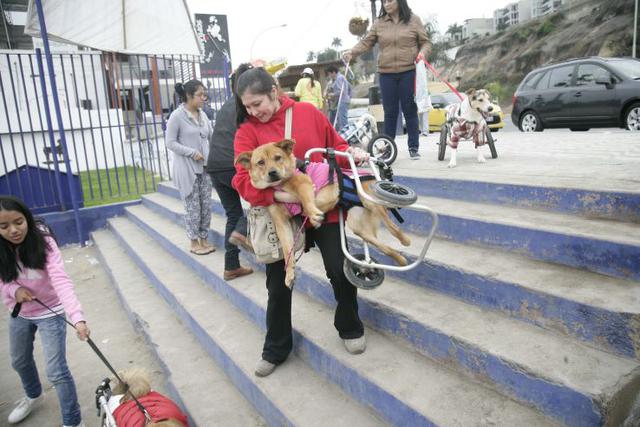 Milagros Perrunos: un hogar para perros discapacitados [FOTOS] - 7