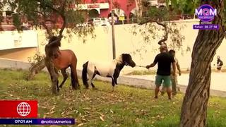 Miraflores: atrapan a caballos que se escaparon en la Vía Expresa | VIDEO