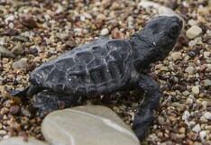 El peligroso viaje de las tortugas de mar nacidas en las costas griegas