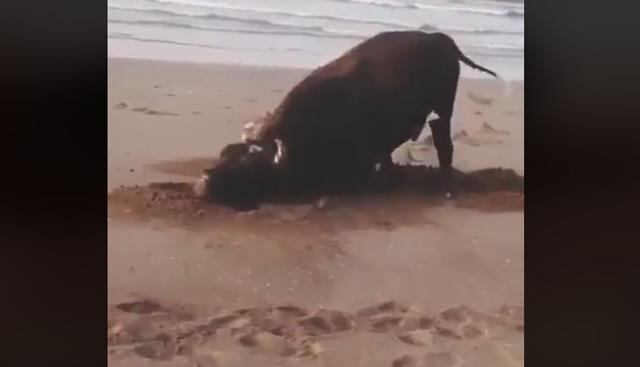 Esta es la historia del toro que derramó 'lágrimas' al salvarse y llegar a la playa por primera vez en su vida. (Foto: Facebook)