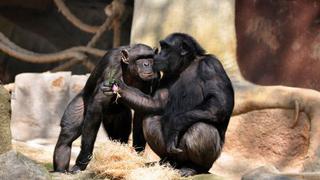 Zoológico español es premiado por reciclar excrementos