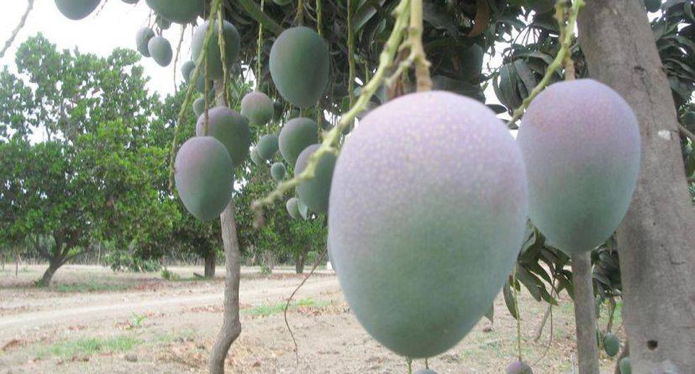 Venta de mangos creció durante enero. (Foto: USI)