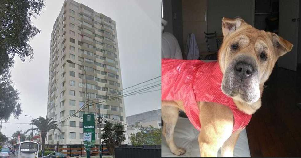 Un edificio en Magdalena prohibía la tenencia de mascotas y el uso de ascensores para animales. El caso llegó hasta el Tribunal Constitucional.