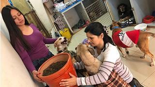 Crema cuerpo de perro sin hogar para darle vida a un árbol