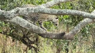 El espectacular momento en el que un jaguar acecha y ataca a un caimán