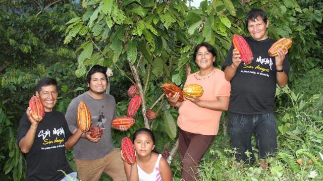 Puno: sembrarán cacao en áreas erradicadas de cultivos de coca - 1