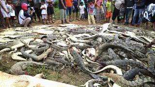 La sangrienta venganza de una aldea contra 300 cocodrilos tras la muerte de un hombre