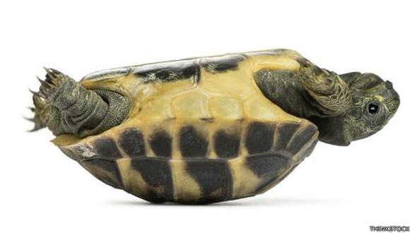 ¿Cómo hace una tortuga invertida para volver a ponerse de pie?