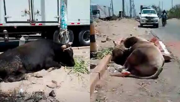 Ciudadanos varado en la Panamericana Sur reportan que toros y vacas agonizan por hambre y sed ante el bloqueo de la vía. (Captura: RPP)