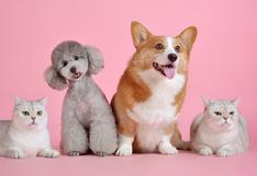 WUF: Mujer logra que sus 17 perros y gatos posen para un retrato familiar