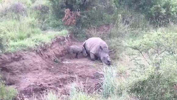 El video viral de Facebook en el que un rinoceronte bebé encuentra el cadáver de su madre ha causado indignación. Fue grabado en Sudáfrica.