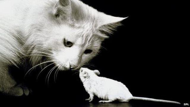 El arma secreta de los gatos para cazar ratones - 1
