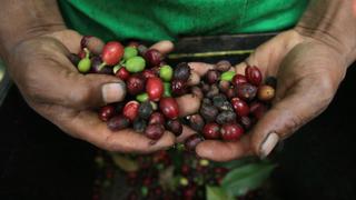 Exportaciones de café molido crecen 325%