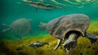 Stupendemys Geographicus, la gigantesca tortuga con cuernos que habitó América del Sur