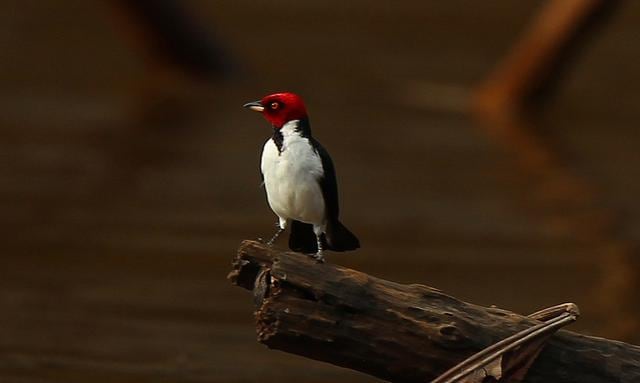Más de dos millones de 'birdwatchers' quieren venir al Perú - 2