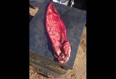 Medio ambiente: totoaba, el pez más caro que la cocaína por su 'poder' afrodisíaco