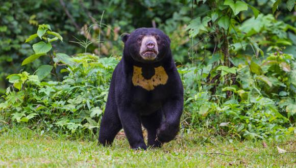 Conoce cómo es y luce el oso malayo a raíz de las imágenes viralizadas en un zoo chino, cuáles son sus características y porqué llama la atención. (Foto: iStock)