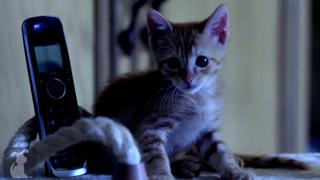 YouTube: mira esta parodia de Scream protagonizada por gatos