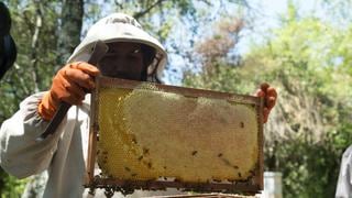 Encadenamientos empresariales rurales para hacer rentable al agro