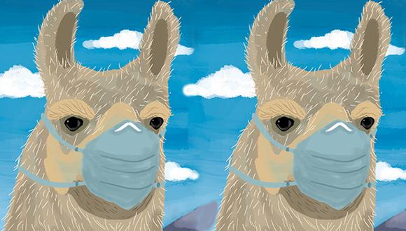 Los anticuerpos de llama pueden ser la base para el desarrollo de herramientas terapéuticas útiles contra el coronavirus. (Ilustración: Giovanni Tazza)