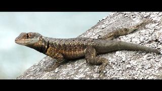 Descubren nueva especie de lagarto en el litoral sur de Brasil