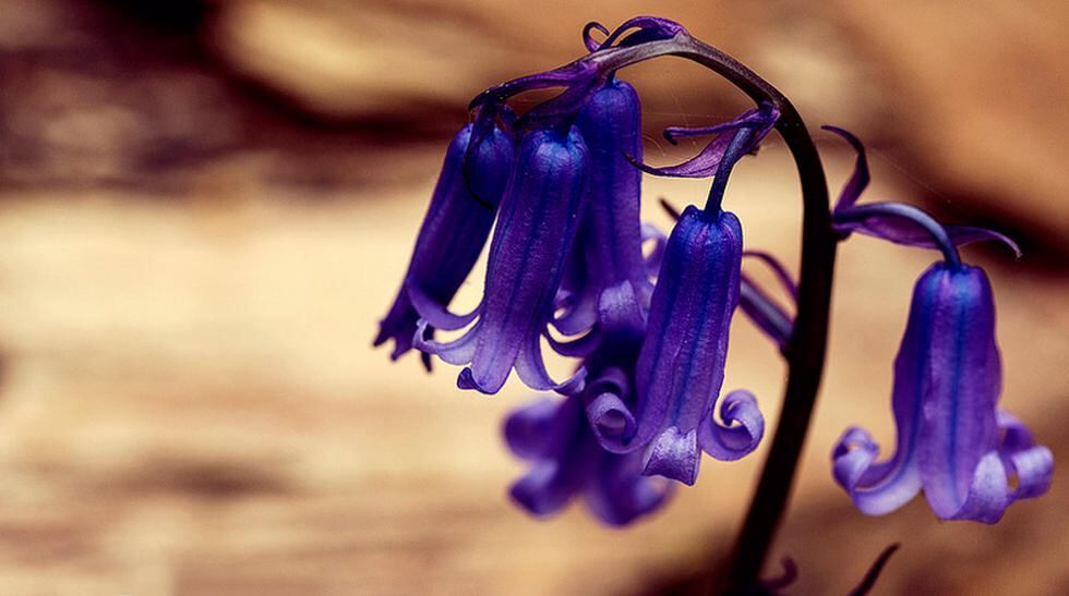 Lugar mágico: Hallerbos es un bosque lleno de flores violetas | VAMOS | EL  COMERCIO PERÚ