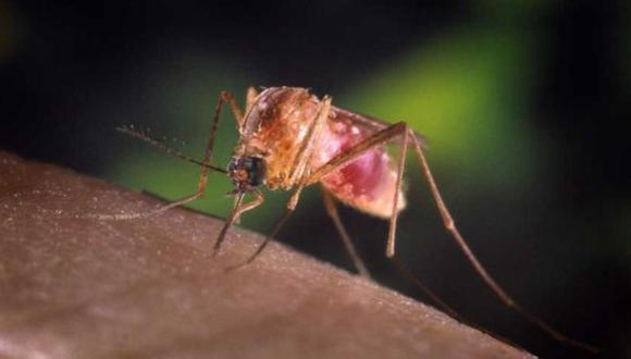 La vacuna contra la malaria ofrece una protección parcial
