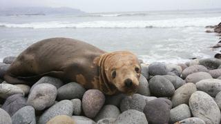 Rescatan a lobo marino que apareció herido en playa de Barranco