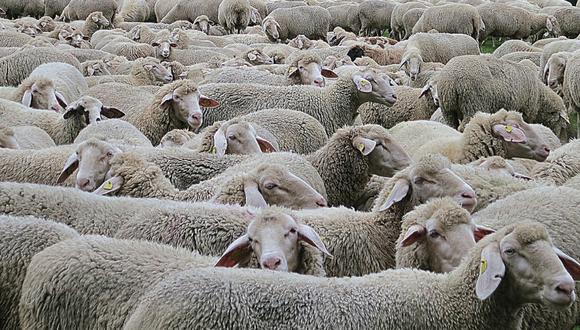 Por querer que sus hijas contemplen de cerca a los animales, un rebaño de ovejas "invadió" el patio de una casa. (Foto: Pixabay/Referencial)