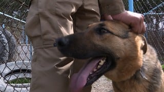 El perro rastreador de explosivos es el mejor amigo del hombre en Afganistán