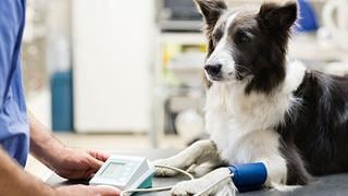 Estos alumnos no solo estudian animales, también los ayudan