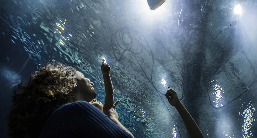 Río de Janeiro inaugurará el próximo noviembre el mayor acuario de Suramérica que ofrecerá a los visitantes la oportunidad de pasear bajo el mar. (Foto: Getty Images)