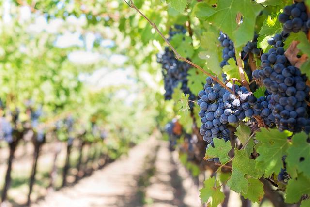 La uva, es el fruto bendito que le da origen a esta exquisita bebida perfecta para un brindis. (Foto: Pixabay)