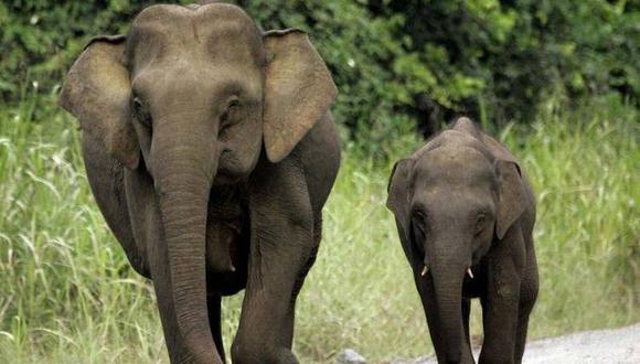 Elefantes de Sumatra caminando entre la naturaleza. La cantidad de esta especie se redujo a la mitad en los últimos 30 años. (Foto archivo: AP)