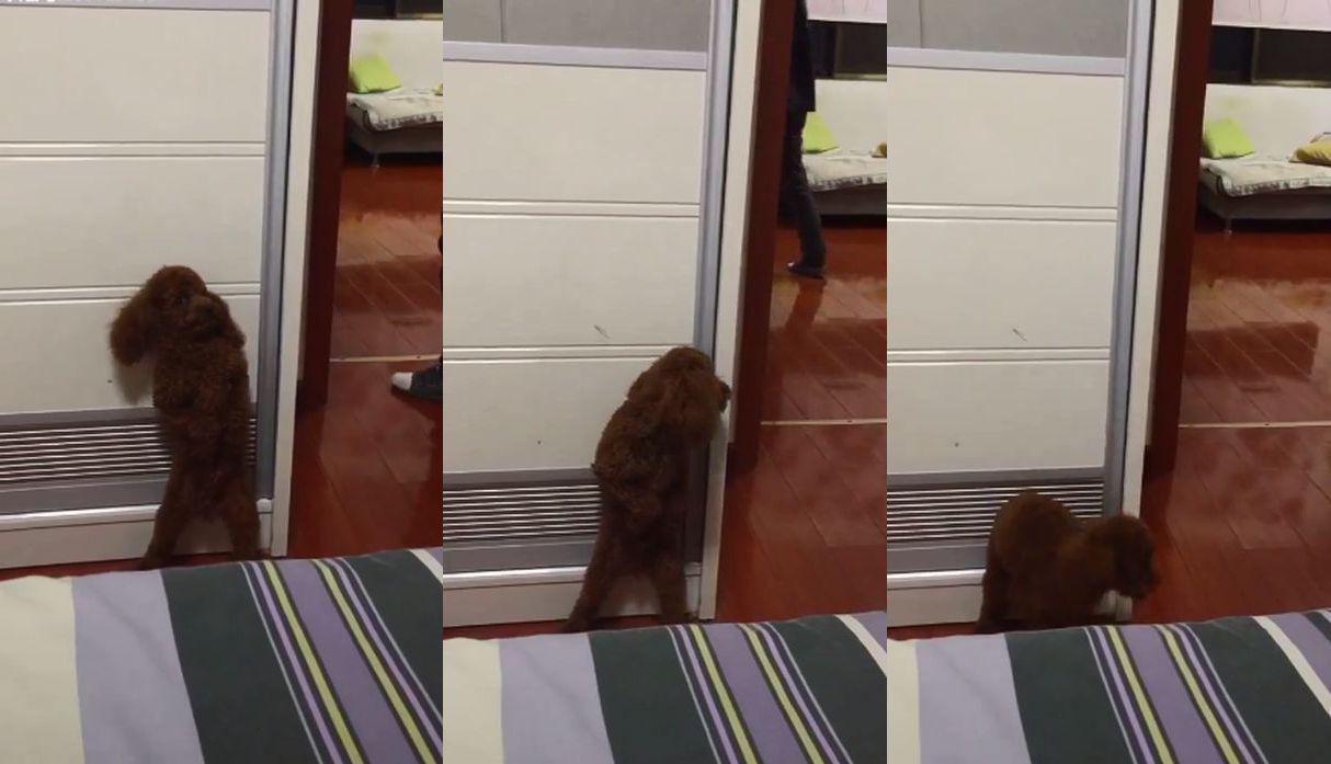Una usuaria de Facebook captó el lamentable momento en el que un perro huye de los estruendos que sonaron en fin de año. Su reacción se volvió viral en las redes sociales. (Foto: Captura)