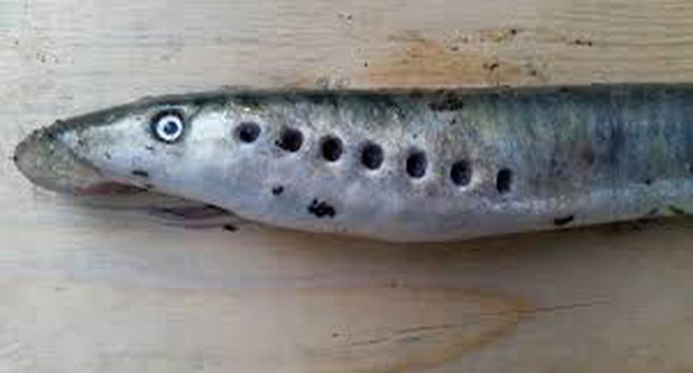 Este pez muta y cambia de aspecto. (Foto: Infobae.com)