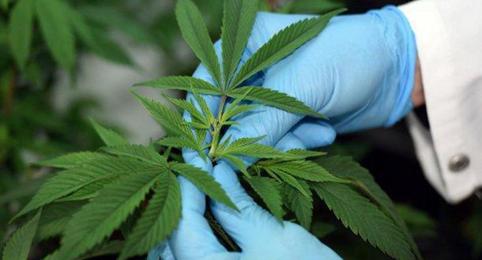 Fue publicada la ley que regula el uso medicinal y terapéutico del cannabis y sus derivados, que permitirá el acceso, exclusivamente para esos fines, de este producto. (Foto: Andina)