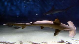 El refugio natural de tiburones martillo en Galápagos