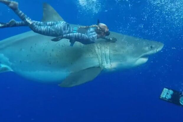 Se viralizó en YouTube el inesperado encuentro entre un grupo de buzos y un tiburón blanco. Ocurrió en Hawái. (Foto: Captura)