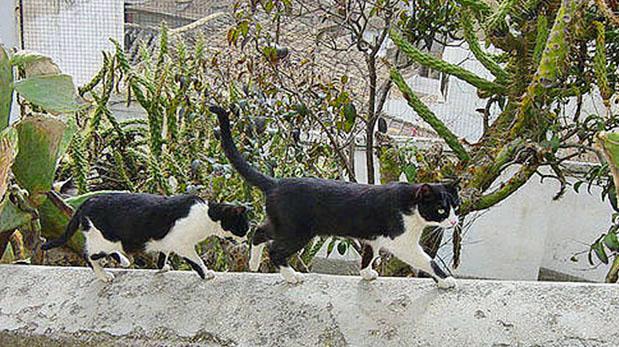 Cuidado con cortarle los bigotes a tu gato - 2