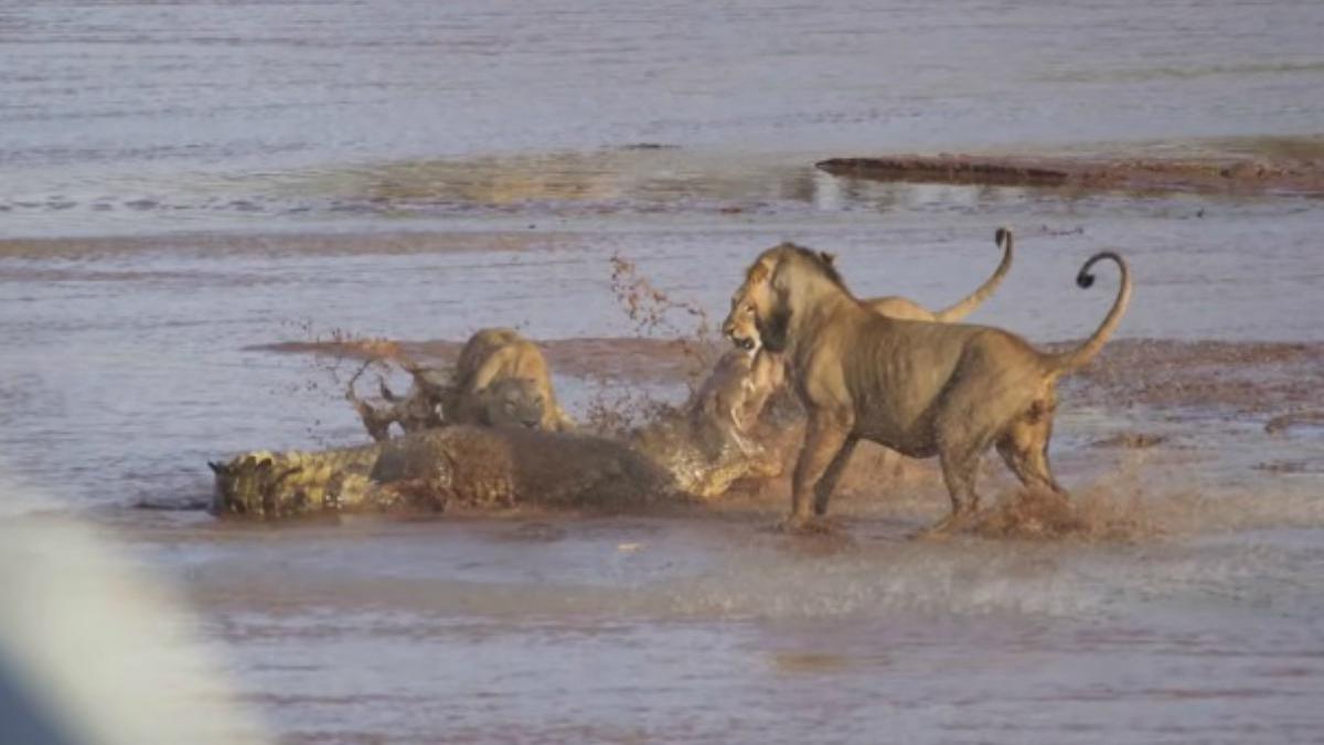 Facebook viral | Brutal pelea de un león vs. cocodrilo dejó boquiabierto a  más de uno | Video | FB | Animales | Insólito | Tendencias | Zoo | Kenia |  Curiosidades | Zoo | Crocodile | Lion | nnda nnrt | VIRALES | MAG.