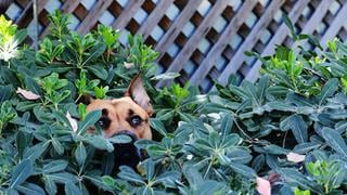 Con estas flores tu mascota podría pasar unas felices fiestas