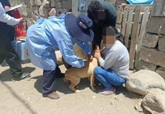 Paciente diagnosticada con rabia humana en Arequipa está en “estado muy grave”: las claves del extraño caso