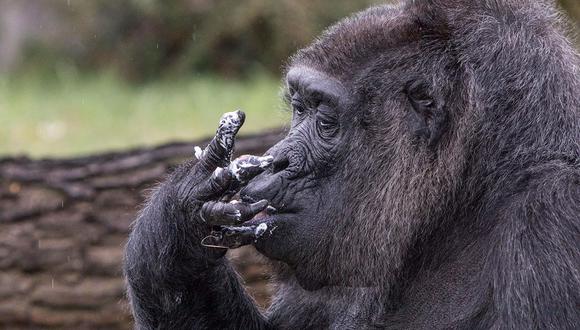 OMS104. BERLIN (ALEMANIA), 13/04/2018.- La gorila Fatou se chupa los dedos tras dar buena cuenta de la tarta de su 61 cumpleaÒos en el Zoo de BerlÌn (Alemania) hoy 13 de abril de 2018. Fatou llegÛ al zoo a los dos aÒos de edad y est· considerada como el gorila m·s viejo del continente. EFE/ Omer Messinger
