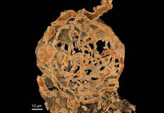 El extraordinario hallazgo de espermatozoides de 100 millones de años 