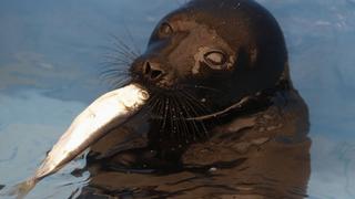 FOTOS: dos focas bebes reciben tratamiento especial en Rusia